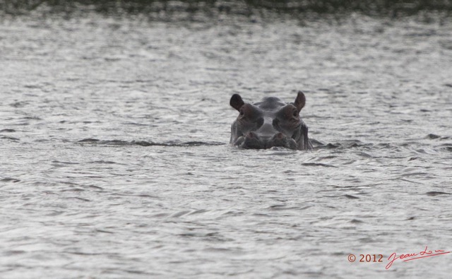 211 LOANGO Inyoungou Lagune Ngove Hippopotame Hippopotamus amphibius 12E5K2IMG_79502awtmk.jpg